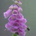 Foxglove 280609_2